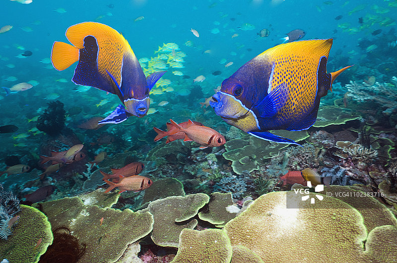 珊瑚礁鱼类图片素材