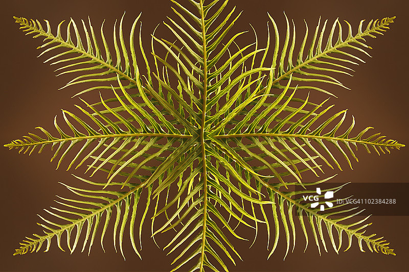 树叶图案图片素材