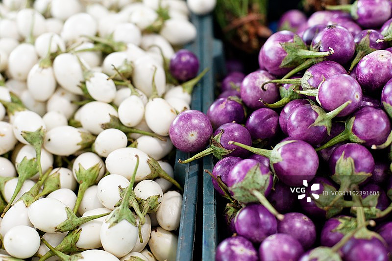 泰国茄子图片素材