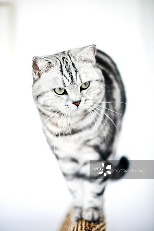 白色背景上的猫图片素材