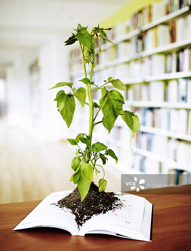 从书中生长的植物图片素材