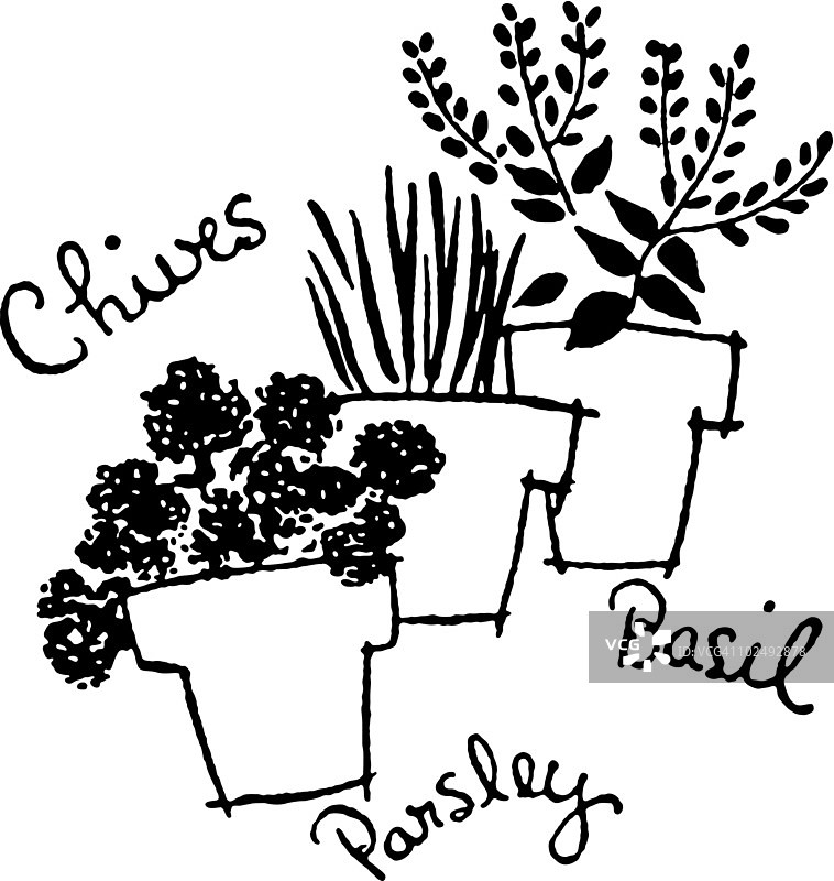 三盆香草黑白版图片素材