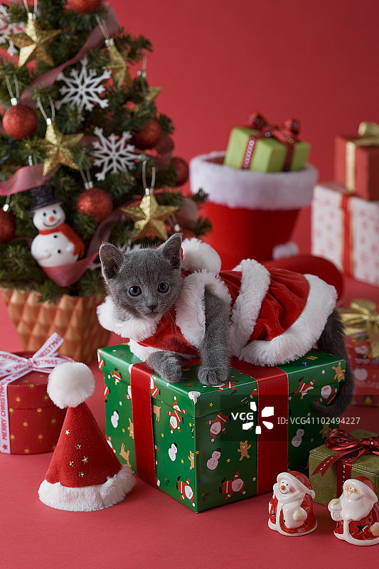 俄罗斯蓝猫与圣诞节图片素材