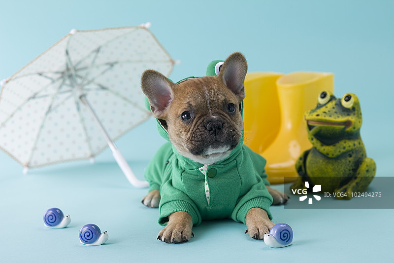 法国斗牛犬幼犬和雨季图片素材