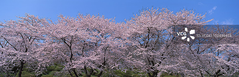 日本静冈县骏东郡小山的樱花图片素材