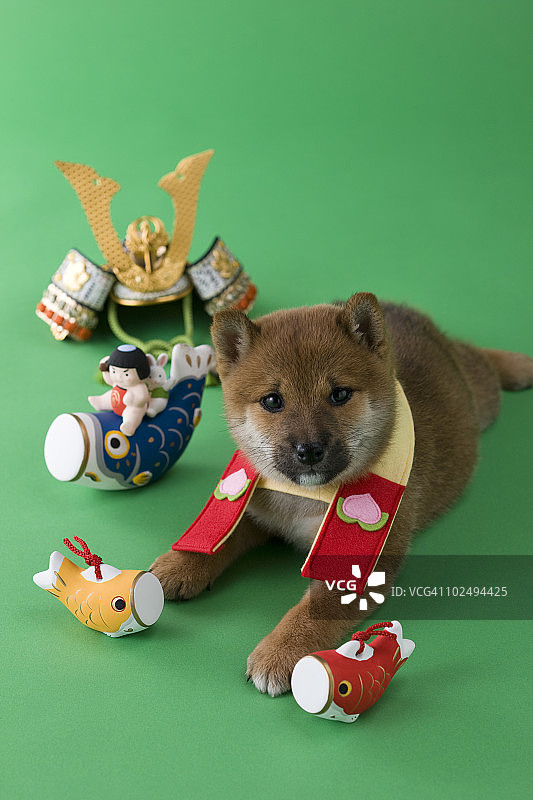 柴犬幼犬的儿童节庆祝活动图片素材