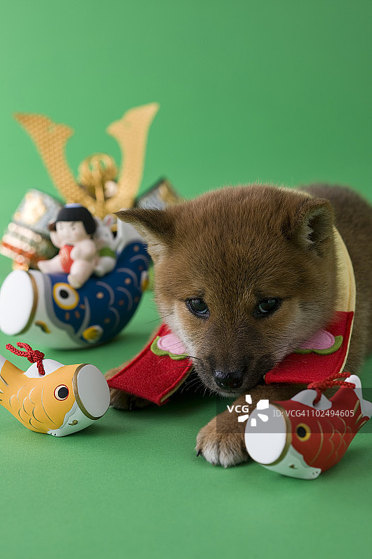 柴犬幼犬的儿童节庆祝活动图片素材