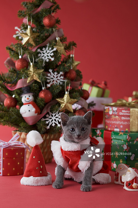 俄罗斯蓝猫与圣诞节图片素材