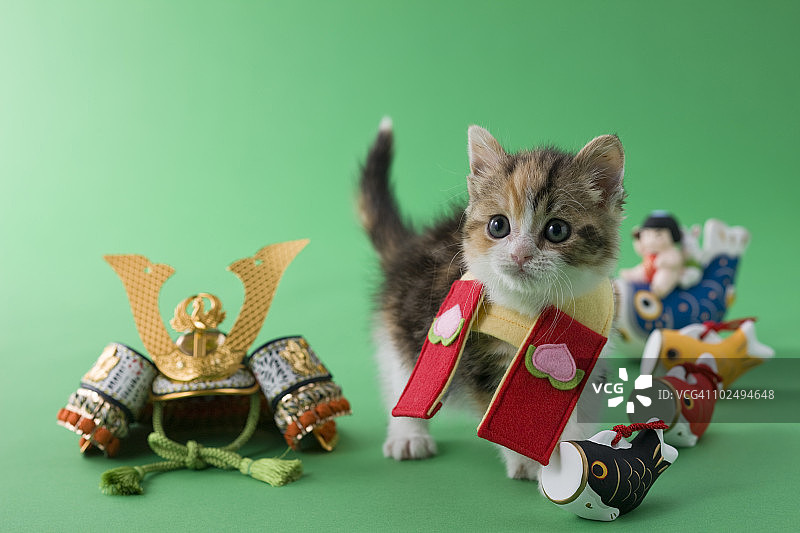 苏格兰折耳小猫与儿童节庆祝活动图片素材