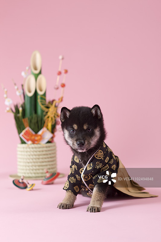 柴犬幼犬与日本新年庆祝活动图片素材