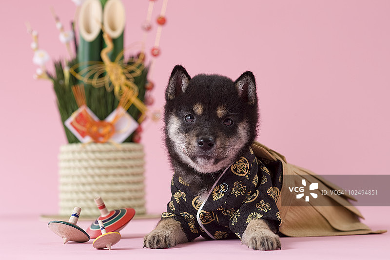 柴犬幼犬与日本新年庆祝活动图片素材