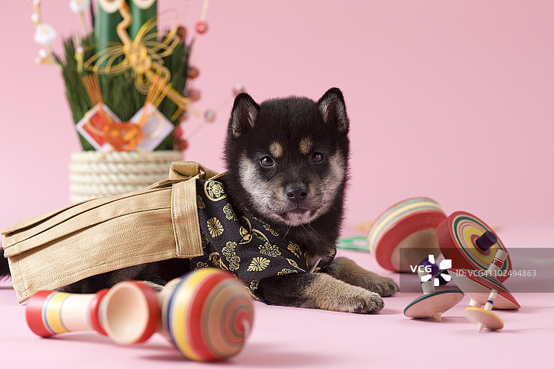 柴犬幼犬与日本新年庆祝活动图片素材