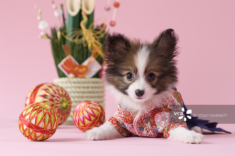 蝴蝶犬幼犬和日本新年庆祝活动图片素材