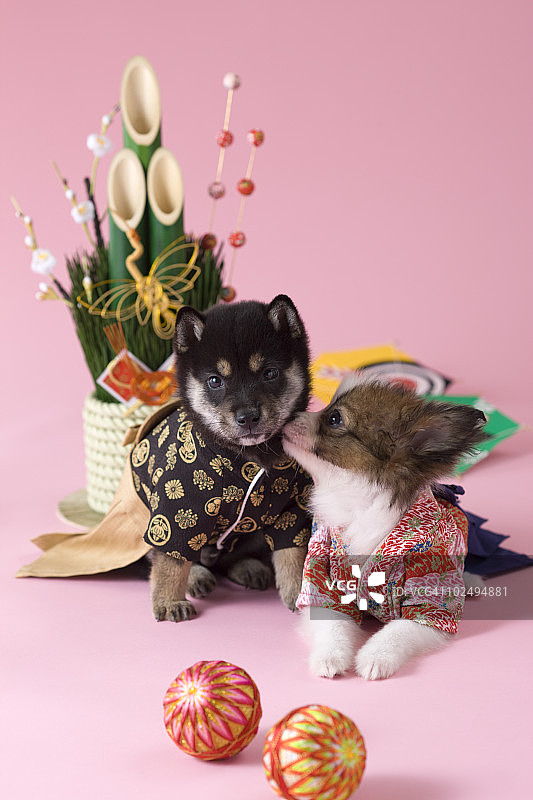 两只小狗和日本新年庆祝活动图片素材