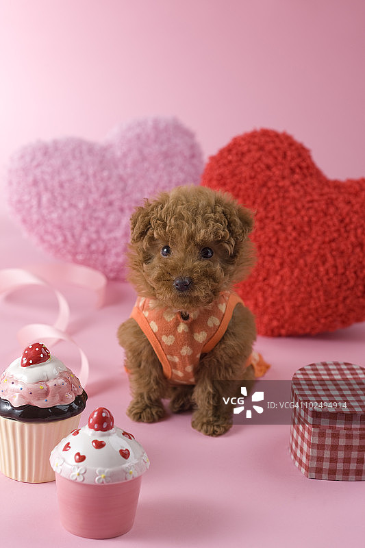 玩具贵宾犬幼犬和心形装饰品图片素材