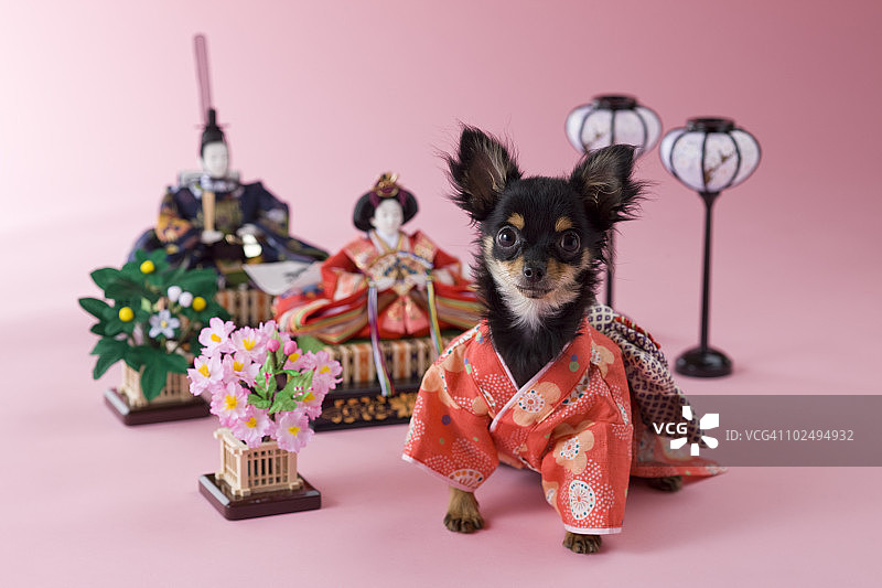 吉娃娃幼犬和女儿节娃娃图片素材