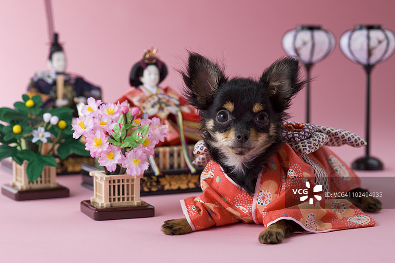 吉娃娃幼犬和女儿节娃娃图片素材