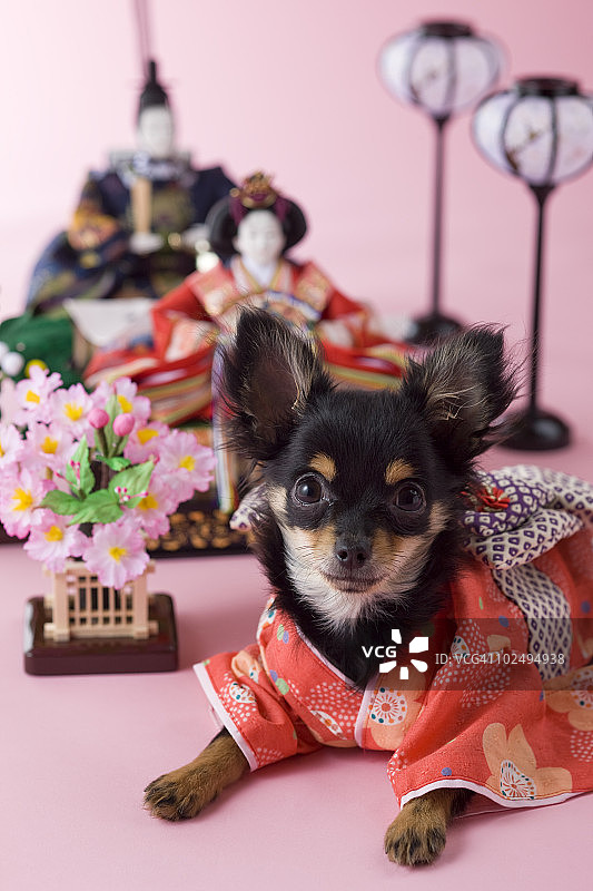 吉娃娃幼犬和女儿节娃娃图片素材
