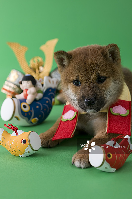 柴犬幼犬的儿童节庆祝活动图片素材