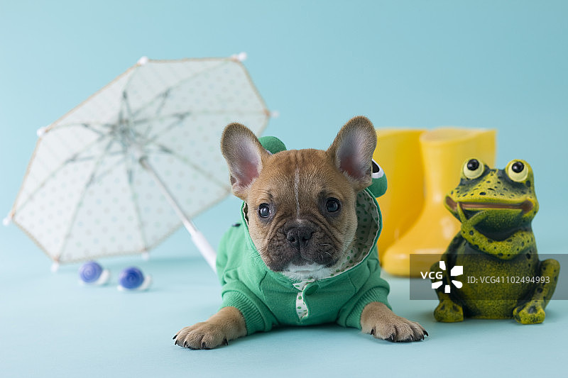 法国斗牛犬幼犬和雨季图片素材