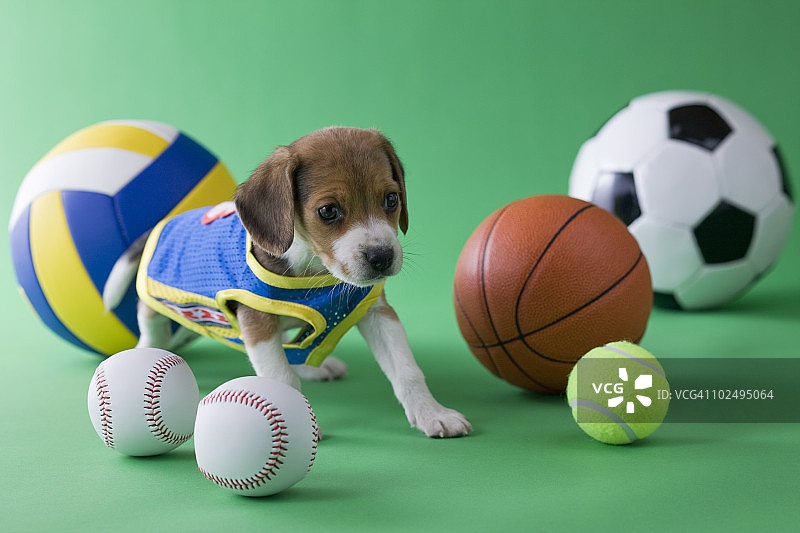 比格犬幼犬与运动图片素材