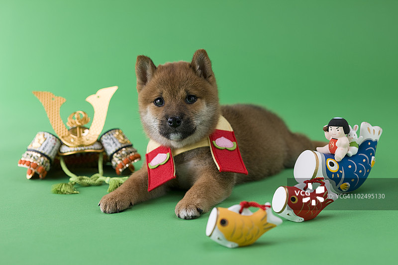 柴犬幼犬的儿童节庆祝活动图片素材