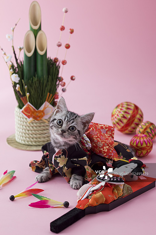 美国短毛猫幼崽与日本新年庆祝活动图片素材