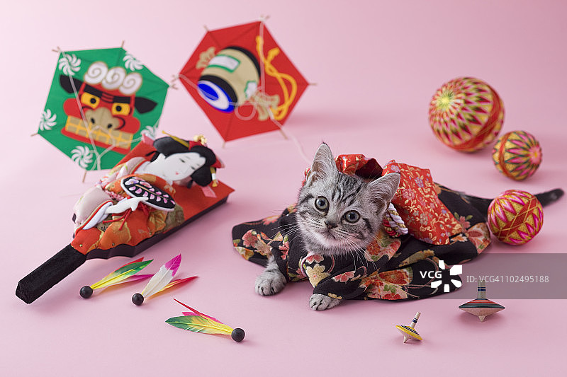 美国短毛猫幼崽与日本新年庆祝活动图片素材