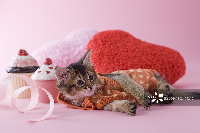索马里小猫和心形装饰品图片素材