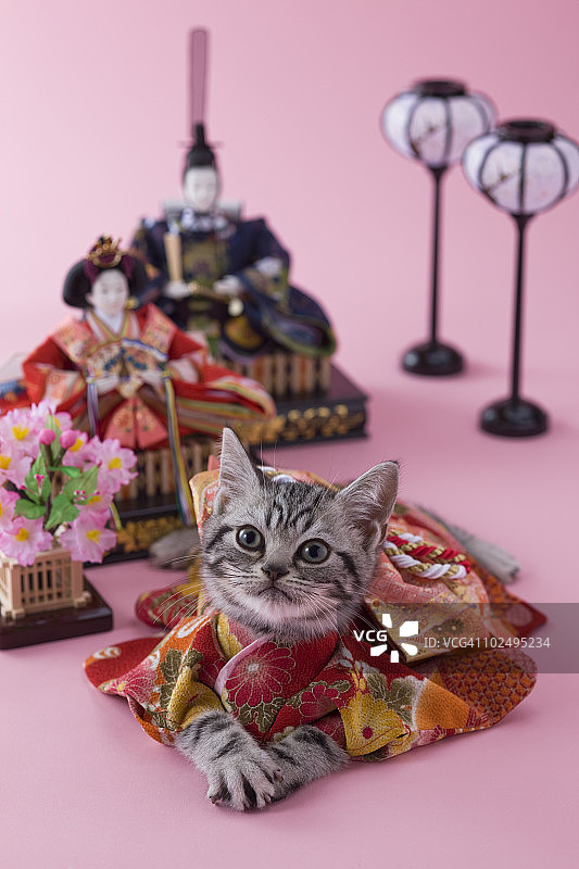 美国短毛猫幼猫和雏人偶图片素材