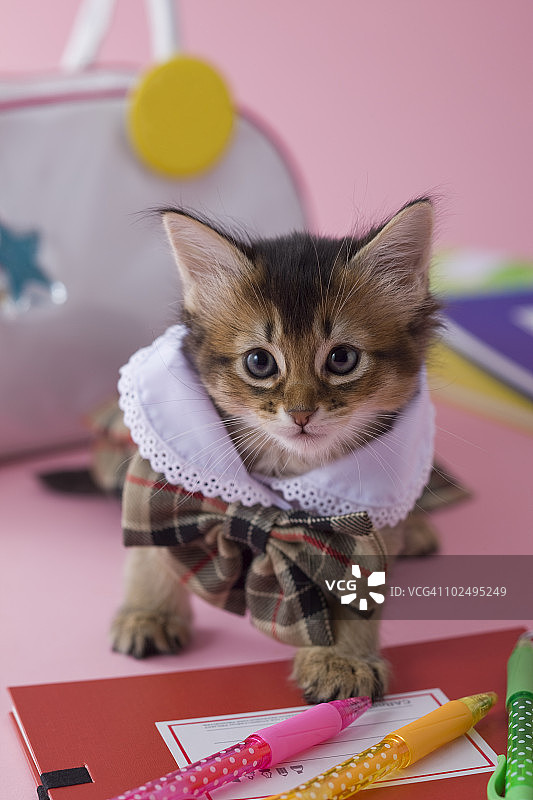 索马里猫幼崽与文具图片素材