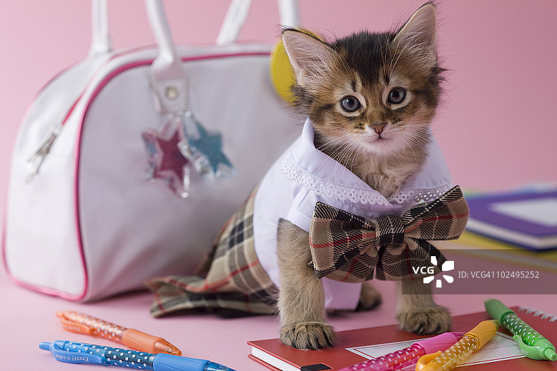 索马里猫幼崽与文具图片素材