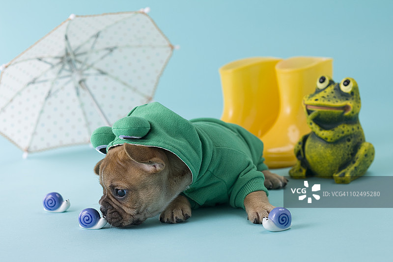 法国斗牛犬幼犬和雨季图片素材