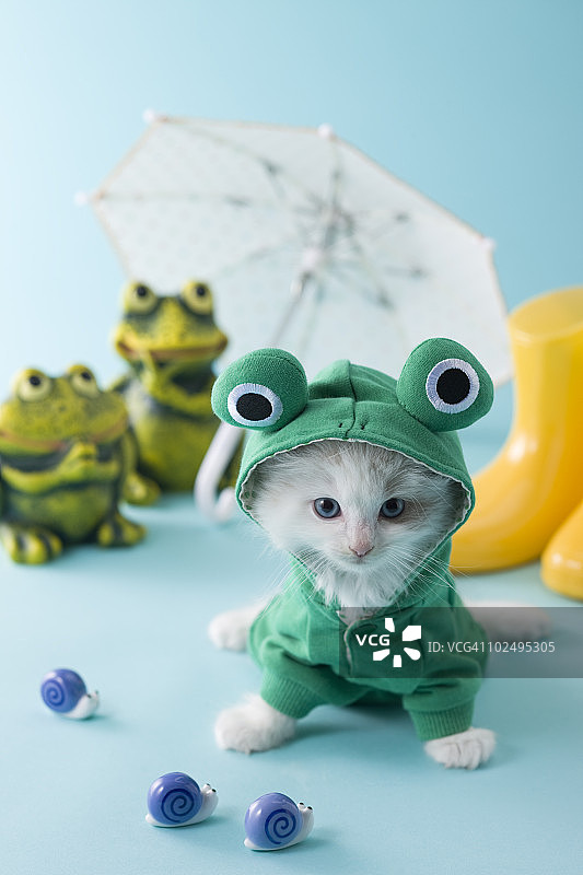 布偶小猫与雨季图片素材