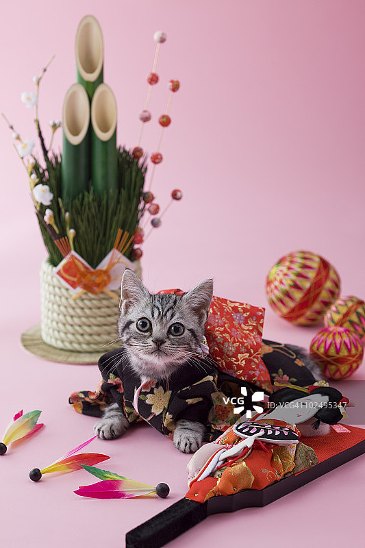 美国短毛猫幼崽与日本新年庆祝活动图片素材