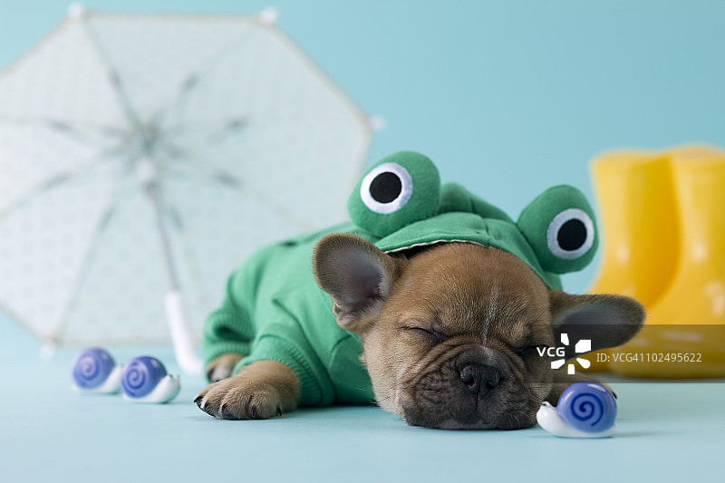 法国斗牛犬幼犬和雨季图片素材