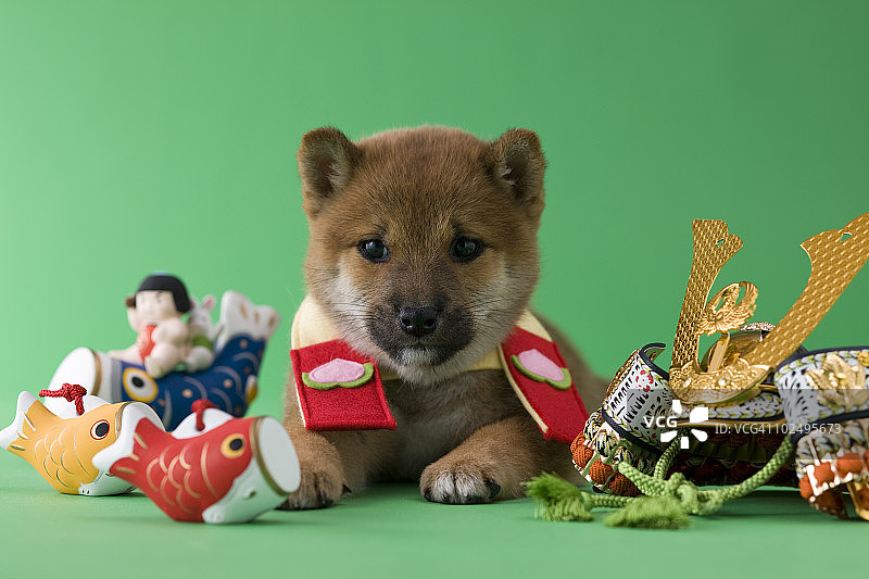柴犬幼犬的儿童节庆祝活动图片素材