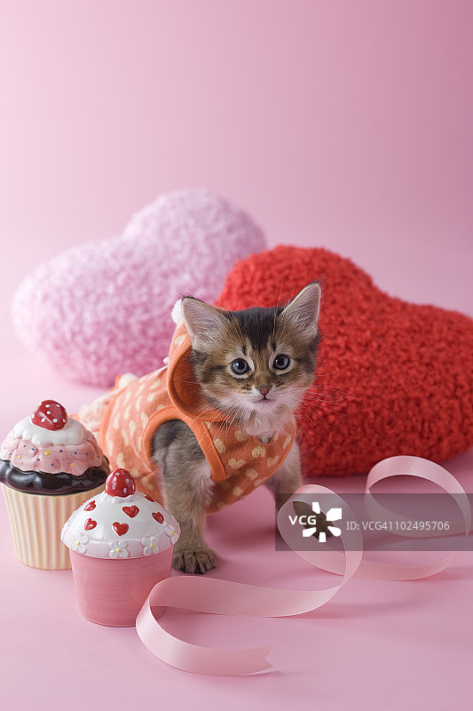索马里小猫和心形装饰品图片素材