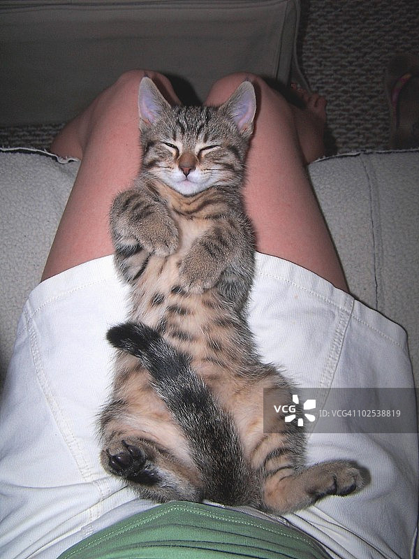 小猫躺在女孩的腿上图片素材