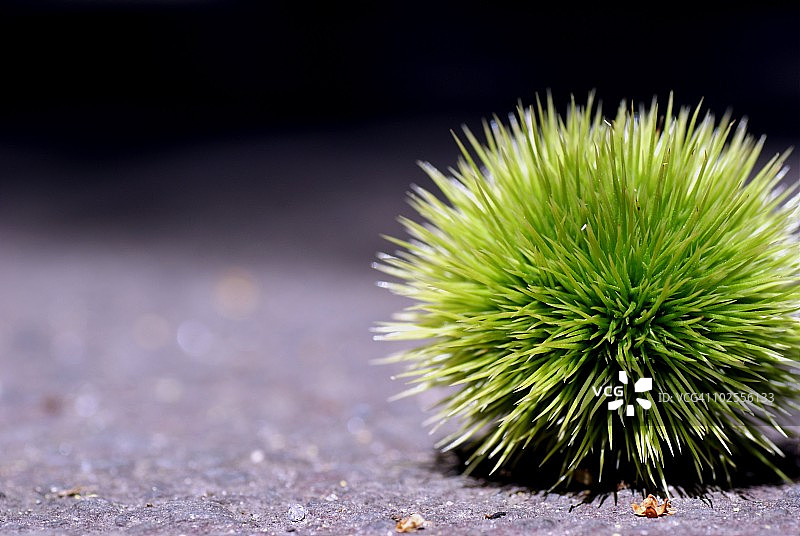 栗树特写图片素材