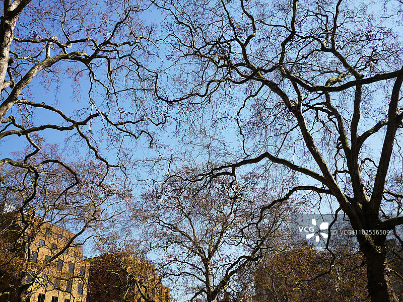 蓝天下的树图片素材