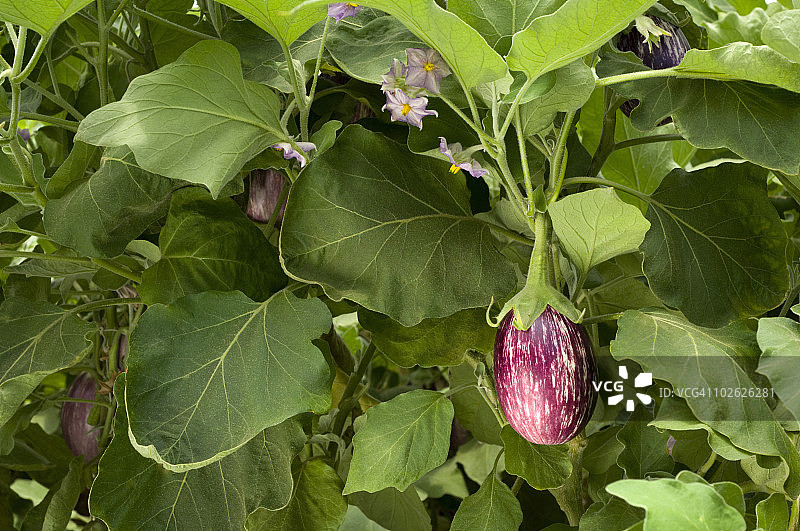温室内的意大利条纹茄子种植图片素材