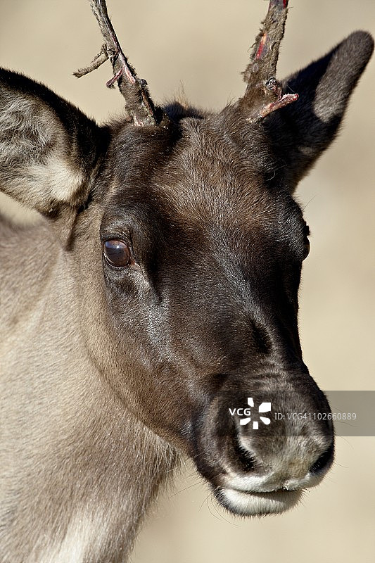 开始脱落茸毛的年轻林地驯鹿，加拿大不列颠哥伦比亚省石山省立公园图片素材