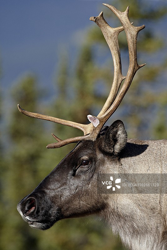 北美洲加拿大不列颠哥伦比亚省石山省立公园林地驯鹿图片素材