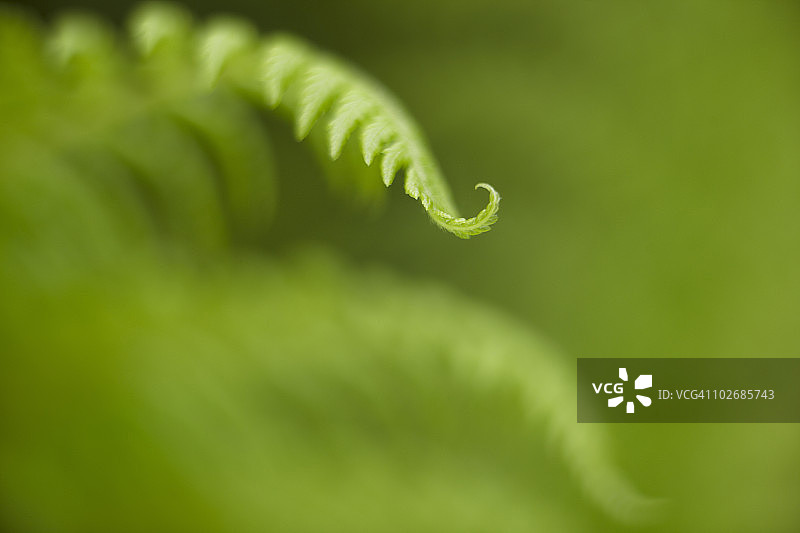 展开的蕨类植物叶图片素材
