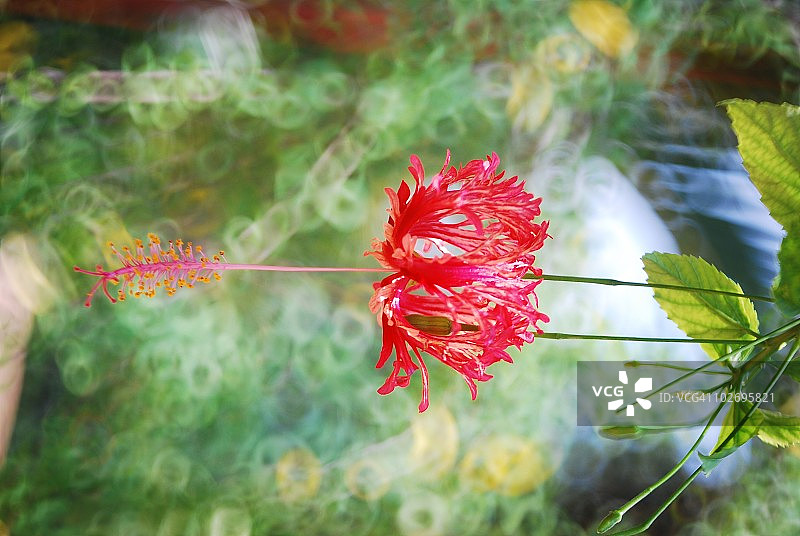 精美芙蓉花图片素材