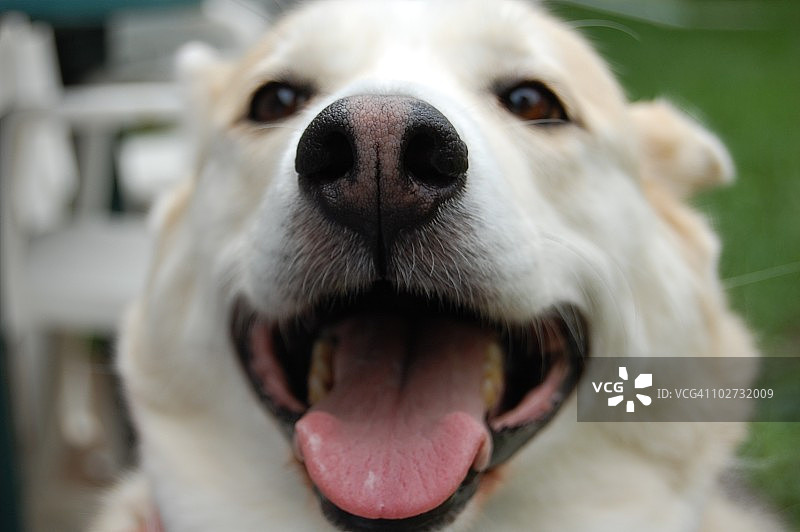 狗狗肖像图片素材
