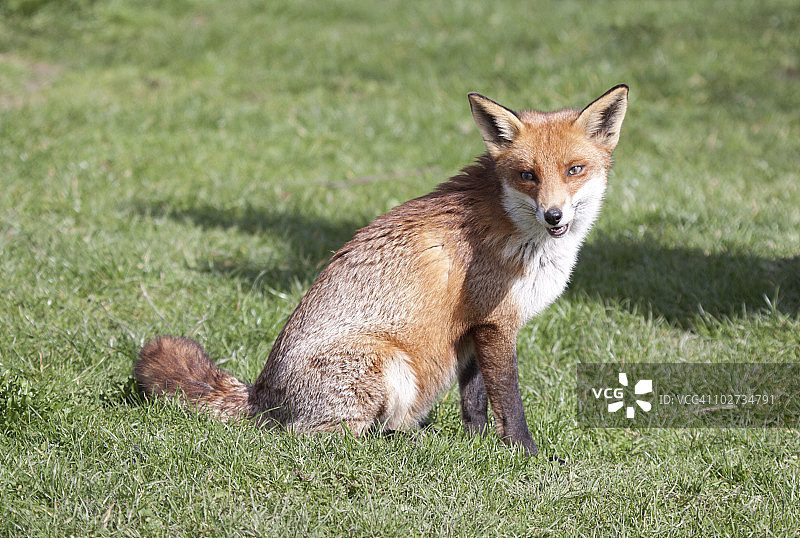 英格兰萨里郡的红狐图片素材