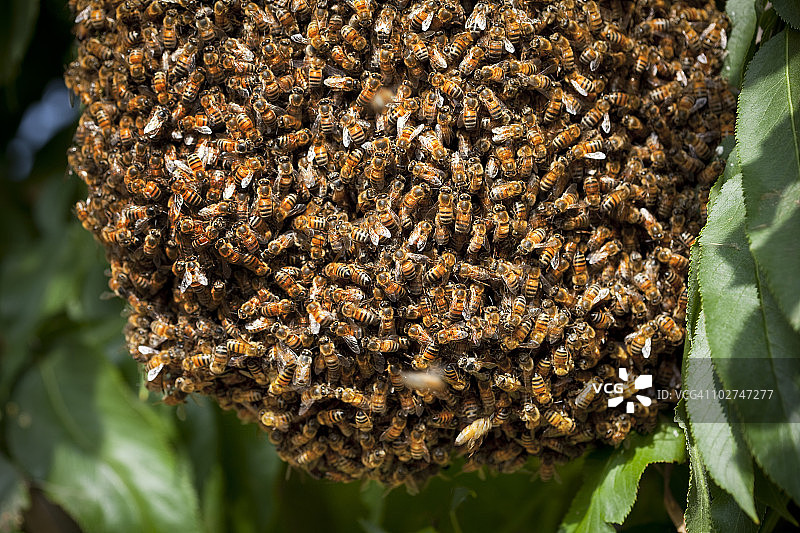 树上成群的蜜蜂特写图片素材