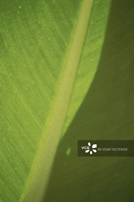 叶子完整特写图片素材